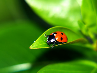 Ladybug green leaf water droplets 4 - a green leaf free wallpaper