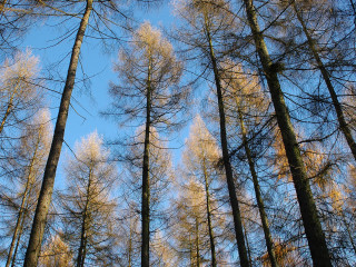 Tall trees bare forest blue 2 - blue sky in the background free wallpaper