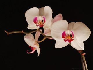 White pink flower studio art - studio photography free wallpaper
