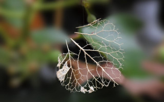 Leaf bug branch background blurry - a bug free wallpaper