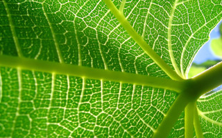 Green leaf blue sky macro 8 - a green leaf free wallpaper for desktop