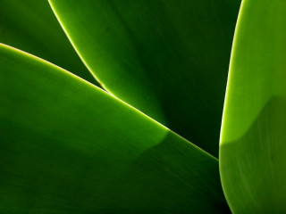 Green plant closeup leaves black - a green plant free wallpaper