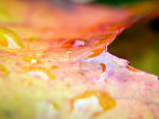 Water drops leaf macro green - a close up of a leaf free wallpaper