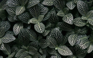 Green white leaves black background 3 - op art free wallpaper