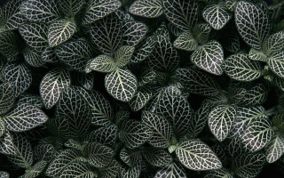Green white leaves black background 2 - op art free wallpaper for desktop