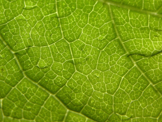 Green leaf macro light reflection - thin free wallpaper
