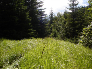 Tall grass trees blue sky 4 - tall grass free wallpaper