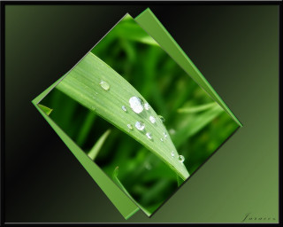 Green leaf water drops grass - a black frame free wallpaper