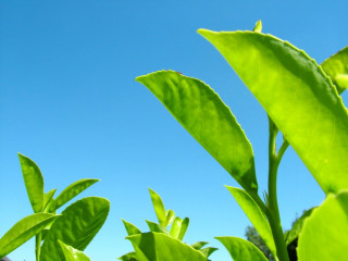 Green plant closeup blue sky - a close up free wallpaper