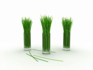 Three vases grass white surface 3 - a green stem free wallpaper for desktop