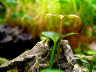 Plant growing out of rock - a plant free wallpaper