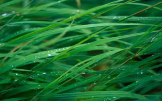Grass water droplets closeup background - leaf and grass free wallpaper