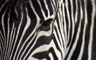 Zebra closeup face blurry background - op art free wallpaper