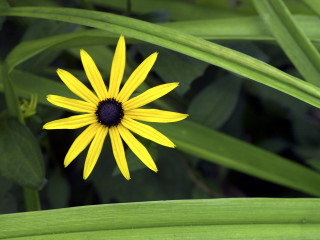 Yellow flower black center green 3 - a blurry image free wallpaper