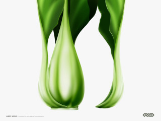 Green flower white background davidbudd - a green flower free wallpaper