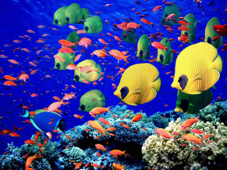 Fish swimming blue ocean coral - a group of fish swimming free wallpaper
