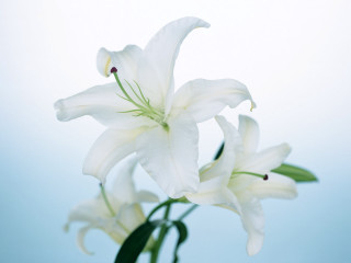 White flower vase table blue - a white flower free wallpaper