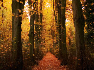 Forest path bench trees leaves - a path in a forest free wallpaper