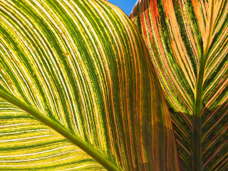 Green yellow leaf blue sky - sunrise free wallpaper