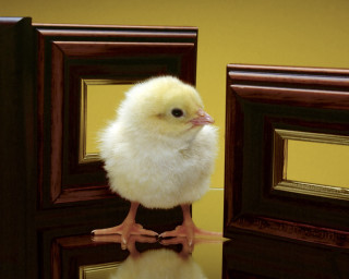 Small white bird door mirror 2 - photorealistic imagery free wallpaper for desktop
