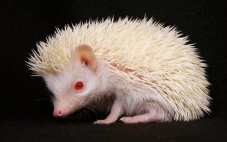 White hedgehog red eyes curled - a stipple free wallpaper