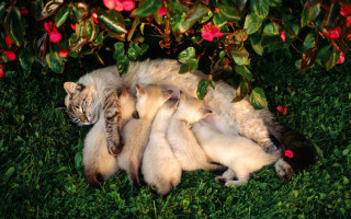 Cat laying back grass babies - its back free wallpaper