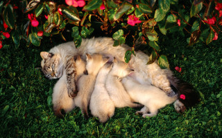 Cat laying back grass babies 2 - arm free wallpaper