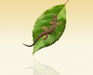 Lizard green leaf reflection ground 3 - a lizard free wallpaper for desktop