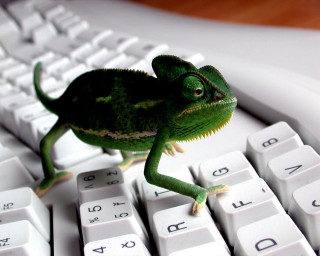 Small green lizard keyboard looking - a keyboard free wallpaper