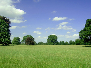 Field trees grass blue sky 5 - tree and grass free wallpaper for desktop