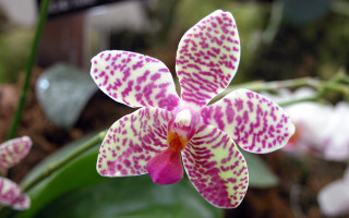 Pink white flower spots petals 2 - spot free wallpaper