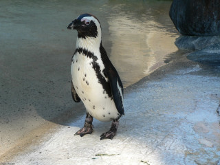 Penguin standing rock zoo enclosure - a rock in a zoo enclosure free wallpaper