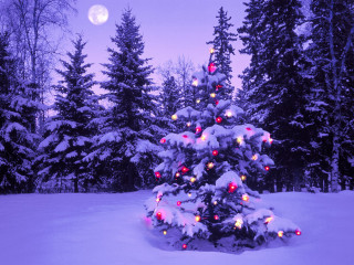 Christmas tree snow full moon 4 - a christmas tree free wallpaper