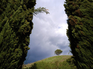 Tree lined road lone tree - liminal space free wallpaper