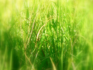 Blurry grass sun background nature 3 - a blurry background of the grass and the grass free wallpaper