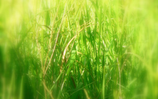 Blurry grass sun background nature 5 - a blurry background of the grass and the grass free wallpaper