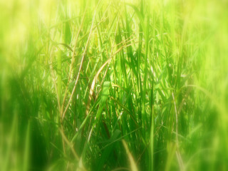 Blurry grass sun background nature 6 - bascove free wallpaper