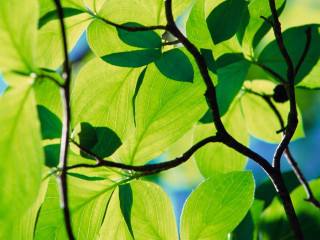 Green leafy branch blue sky 2 - a green leafy tree branch free wallpaper