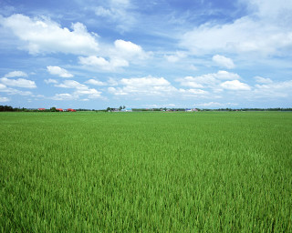 Green field blue sky clouds 49 - a large field free wallpaper for desktop