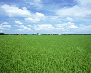 Green grass blue sky clouds 21 - a large field free wallpaper for desktop