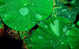 Green leaf water droplets black 5 - digital art free wallpaper for desktop