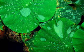 Green leaf water droplets black 7 - a green leaf free wallpaper