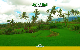 Lush green field palm trees 6 - a yellow border free wallpaper for desktop