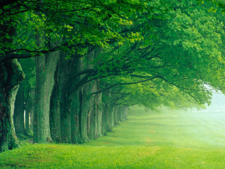 Trees grassy field path distance 3 - a row of trees free wallpaper