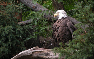 Bald eagle tree branch forest - upper free wallpaper