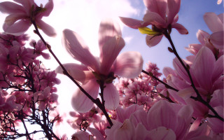 Pink flowers blooming tree branch 3 - a tree branch free wallpaper for desktop