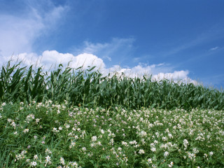 Field flowers grass blue sky - the background and a bench in the foreground free wallpaper