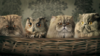 Cats basket wide eyes green 2 - a basket together free wallpaper