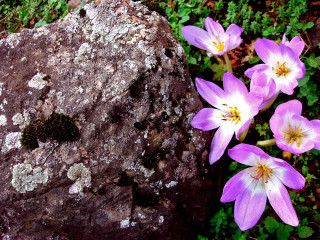 Rock flowers moss growing nature - andy goldsworthy free wallpaper