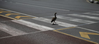 Bird walking street yellow arrow - the road free wallpaper